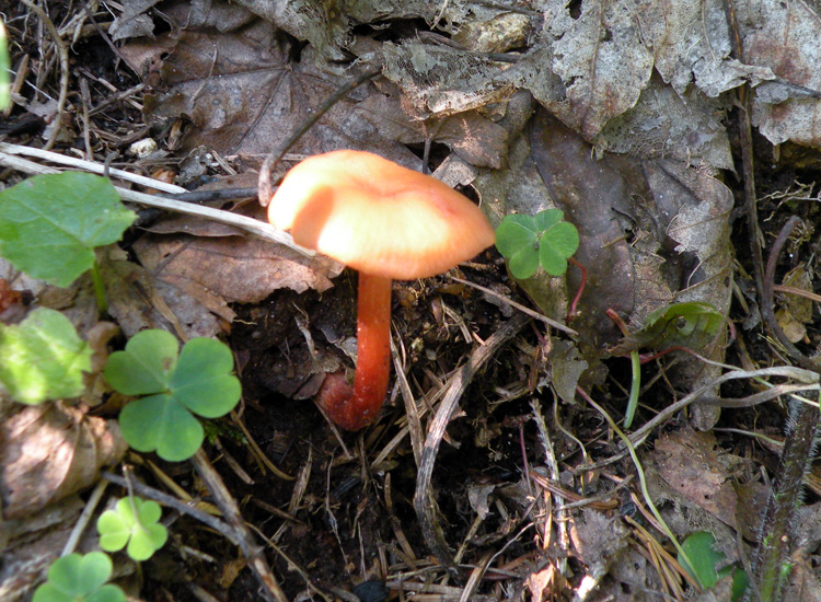 Laccaria laccata?